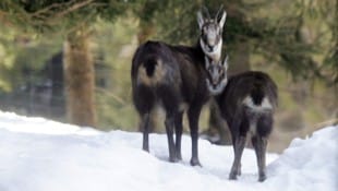 Heuer sind Gämsen-Muttertiere in freier Wildbahn nur sehr selten mit Jungen anzutreffen. Auch ...
