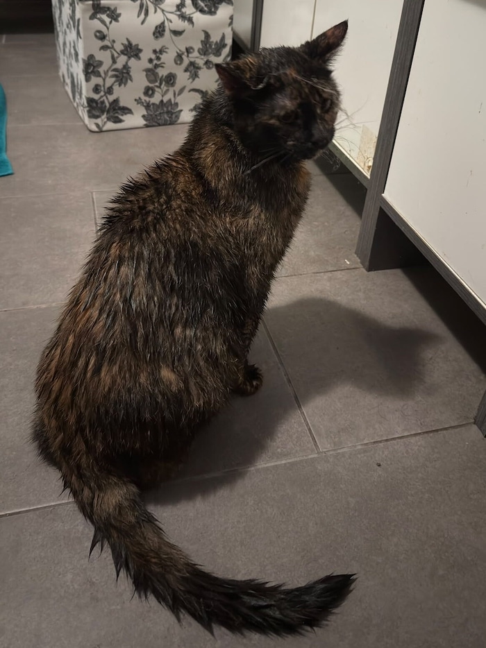 Die Katze wurde von einer Tierärztin versorgt.