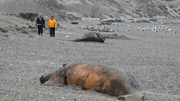 Touristen gehen an einem toten Südkaper-Kalb vorbei, das am Strand in der Nähe von Puerto Madryn ...