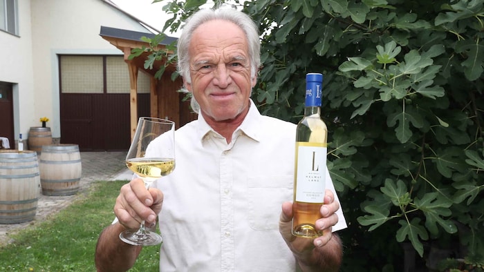 Grünliche Reflexe schimmern im Goldmuskateller Eiswein 2023 von Helmut Lang aus Illmitz. Laut ...