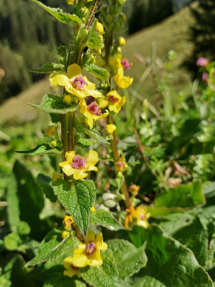 Die Schwarze Königskerze ist eine sehr stattliche Erscheinung in der alpinen Flora, sie kann bis ...