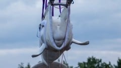 Ein Teil der geretteten Meerestiere aus einem Freizeitpark in Kanada (Bild: Belugawal beim ...