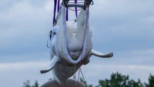 Ein Teil der geretteten Meerestiere aus einem Freizeitpark in Kanada (Bild: Belugawal beim ...
