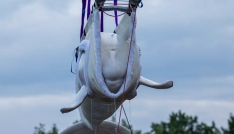 Ein Teil der geretteten Meerestiere aus einem Freizeitpark in Kanada (Bild: Belugawal beim ...