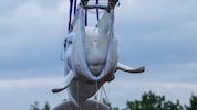Ein Teil der geretteten Meerestiere aus einem Freizeitpark in Kanada (Bild: Belugawal beim ...
