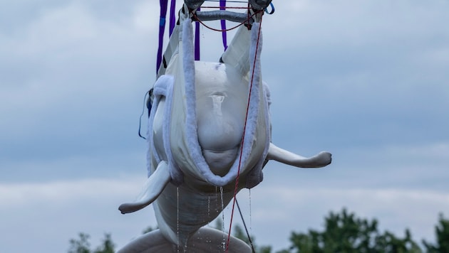 Ein Teil der geretteten Meerestiere aus einem Freizeitpark in Kanada (Bild: Belugawal beim ...