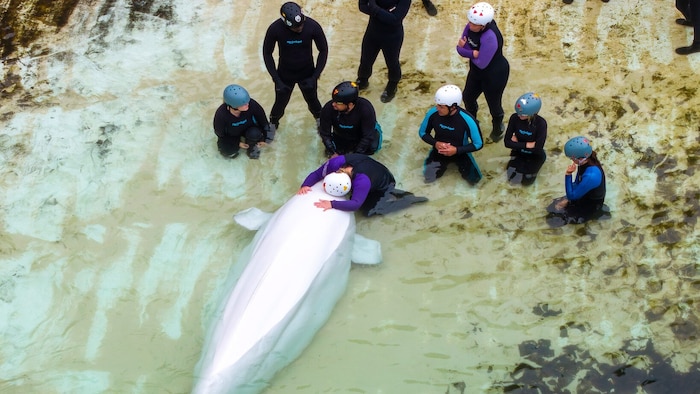 Schuld dürften die schlechten Lebensbedingungen in „Marineland“ sein.