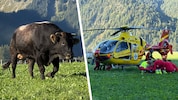 Der Bauer und dessen Cousine wurden vom Stier angegriffen. Die Frau musste mit dem ...