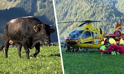 Der Bauer und dessen Cousine wurden vom Stier angegriffen. Die Frau musste mit dem ...
