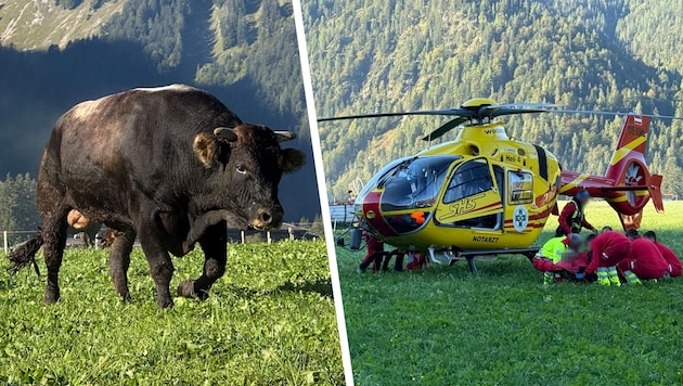 Der Bauer und dessen Cousine wurden vom Stier angegriffen. Die Frau musste mit dem ...