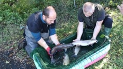 Forellen – das Bild entstand bei einer Rettungsaktion – litten wegen der Hitze sehr.