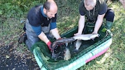 Forellen – das Bild entstand bei einer Rettungsaktion – litten wegen der Hitze sehr.