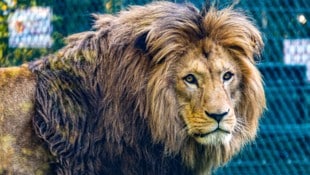 Noch zeigt sich Kiano etwas skeptisch gegenüber den Besuchern des Salzburger Zoos.