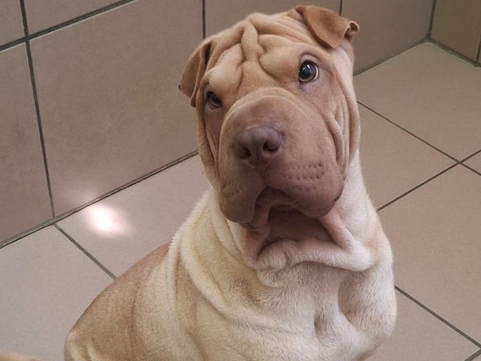 Liebes Hundekind hofft auf Sie!