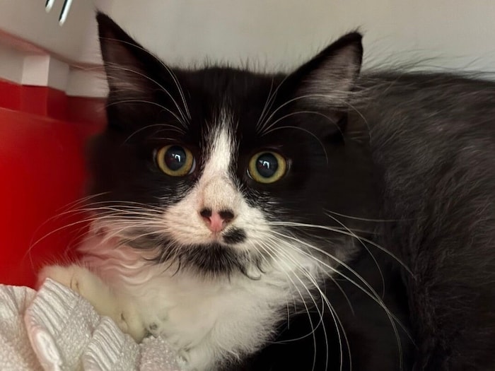 Schimi freut sich auf ein Zuhause alt Zweitkatze