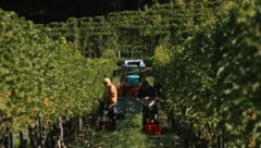 Bereits im August wurde heuer mit der Weinernte begonnen. Dies wurde notwendig, weil die Hitze ...