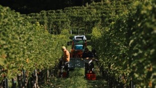 Bereits im August wurde heuer mit der Weinernte begonnen. Dies wurde notwendig, weil die Hitze ...