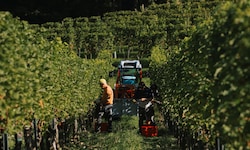 Bereits im August wurde heuer mit der Weinernte begonnen. Dies wurde notwendig, weil die Hitze ...