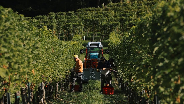 Bereits im August wurde heuer mit der Weinernte begonnen. Dies wurde notwendig, weil die Hitze ...