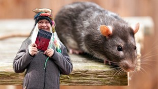 Selten aber doch, beißen die Nager (im Bild eine Hausratte) auch Menschen. Wunden müssen rasch ...