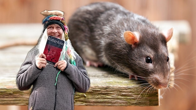 Selten aber doch, beißen die Nager (im Bild eine Hausratte) auch Menschen. Wunden müssen rasch ...