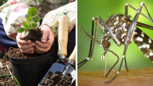 Wer jetzt seine Pflanzen einwintert und den Garten für die kalte Jahreszeit vorbereitet, sollte ...