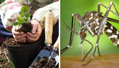 Wer jetzt seine Pflanzen einwintert und den Garten für die kalte Jahreszeit vorbereitet, sollte ...
