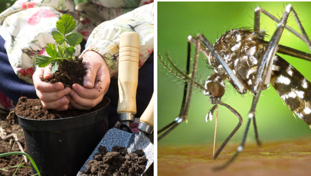 Wer jetzt seine Pflanzen einwintert und den Garten für die kalte Jahreszeit vorbereitet, sollte ...