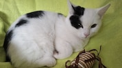 Der kleine Fundkater bekam den Namen „Inspektor Leo“ verpasst.