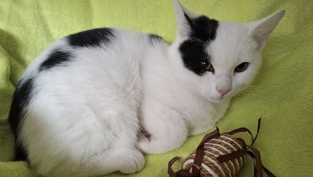 Der kleine Fundkater bekam den Namen „Inspektor Leo“ verpasst.