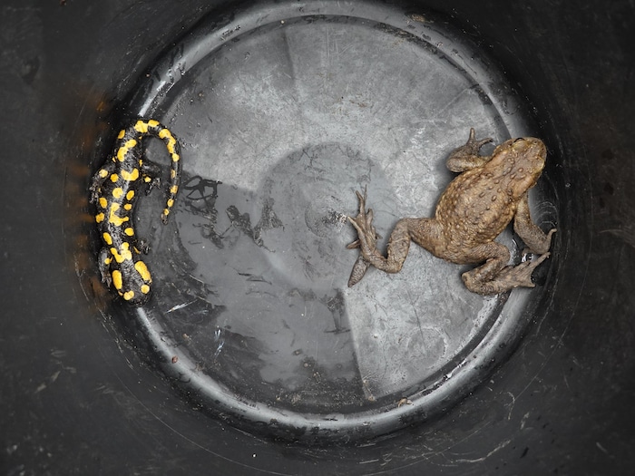 Bislang wurden die Amphibien mit Kübeln über die Straße gebacht