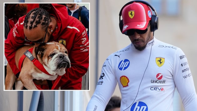 Formel-1-Star Lewis Hamilton vermisst seinen toten Hund Roscoe.