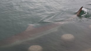 In Südkorea hat sich ein Hai in einen künstlichen Kanal verirrt. Dort wurde er zum ...