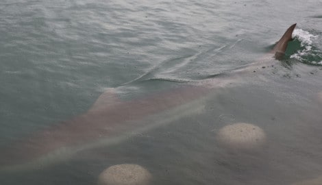 In Südkorea hat sich ein Hai in einen künstlichen Kanal verirrt. Dort wurde er zum ...