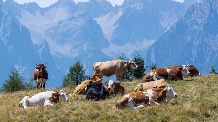 Der Dürresommer hat gezeigt, wie sehr auch Tiere unter dem Klimawandel leiden.