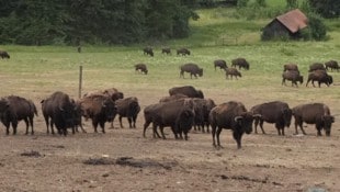 Vier Bisons wurden aus der Herde herausgeschossen. 