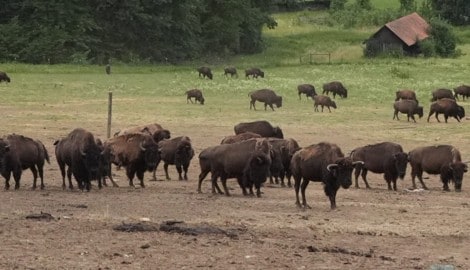 Vier Bisons wurden aus der Herde herausgeschossen. 
