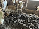 Die Ställe auf dem von Menschen unbewohnten Hof im Bezirk Braunau waren voll Fäkalien.