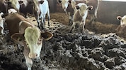 Die Ställe auf dem von Menschen unbewohnten Hof im Bezirk Braunau waren voll Fäkalien.
