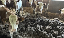 Die Ställe auf dem von Menschen unbewohnten Hof im Bezirk Braunau waren voll Fäkalien.