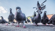 Müssen die Linzer Tauben jetzt verhungern?