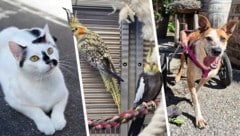 Ob Katze, Nymphensittich oder Hund, sie alle suchen einen schönen Platz zum Leben.