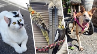 Ob Katze, Nymphensittich oder Hund, sie alle suchen einen schönen Platz zum Leben.