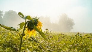 Auch zum Start in den Oktober bleibt der Herbst vielerorts auf Abstand: Am Donnerstag scheint ...