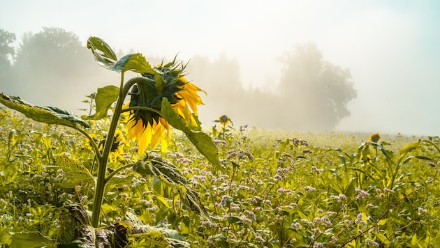 Auch zum Start in den Oktober bleibt der Herbst vielerorts auf Abstand: Am Donnerstag scheint ...