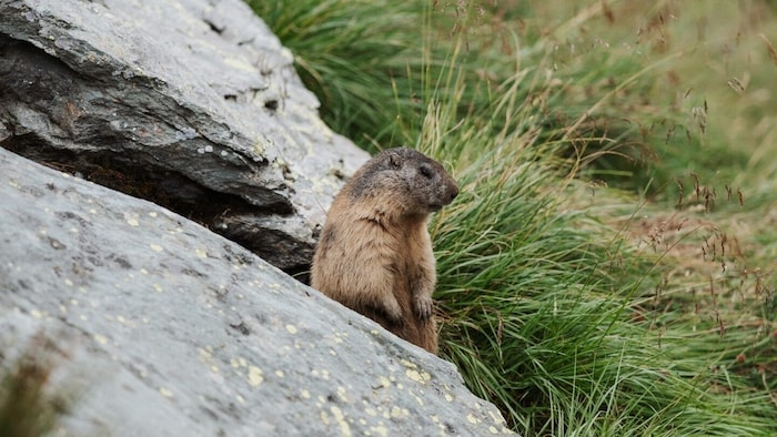 Im Nationalpark Hohe Tauern wird die alpine Tierwelt zum Erlebnis.