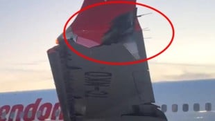 Deutlich zu erkennen ist der Schaden an der Flügelspitze. 