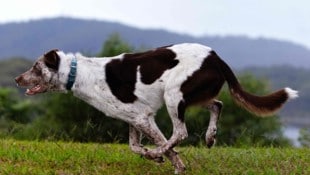 Die Koolie-Hündin „Oaka“ ist zum neuen Koala-Suchhund in Australien bestimmt worden.