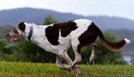 Die Koolie-Hündin „Oaka“ ist zum neuen Koala-Suchhund in Australien bestimmt worden.