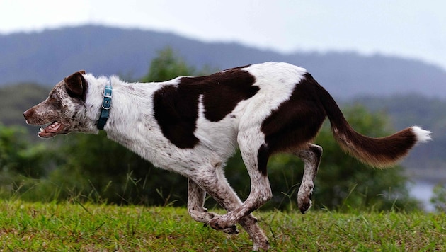 Die Koolie-Hündin „Oaka“ ist zum neuen Koala-Suchhund in Australien bestimmt worden.
